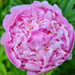 La rose