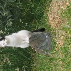 Aqua sur une pierre de la Roue Celtique