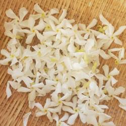 Fleurs de Jasmin