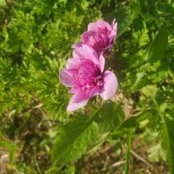 Fleur de Ste Brigitte